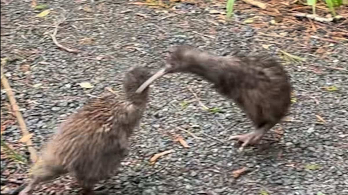 Two kiwi filmed kicking each other in rare Ulva Island encounter