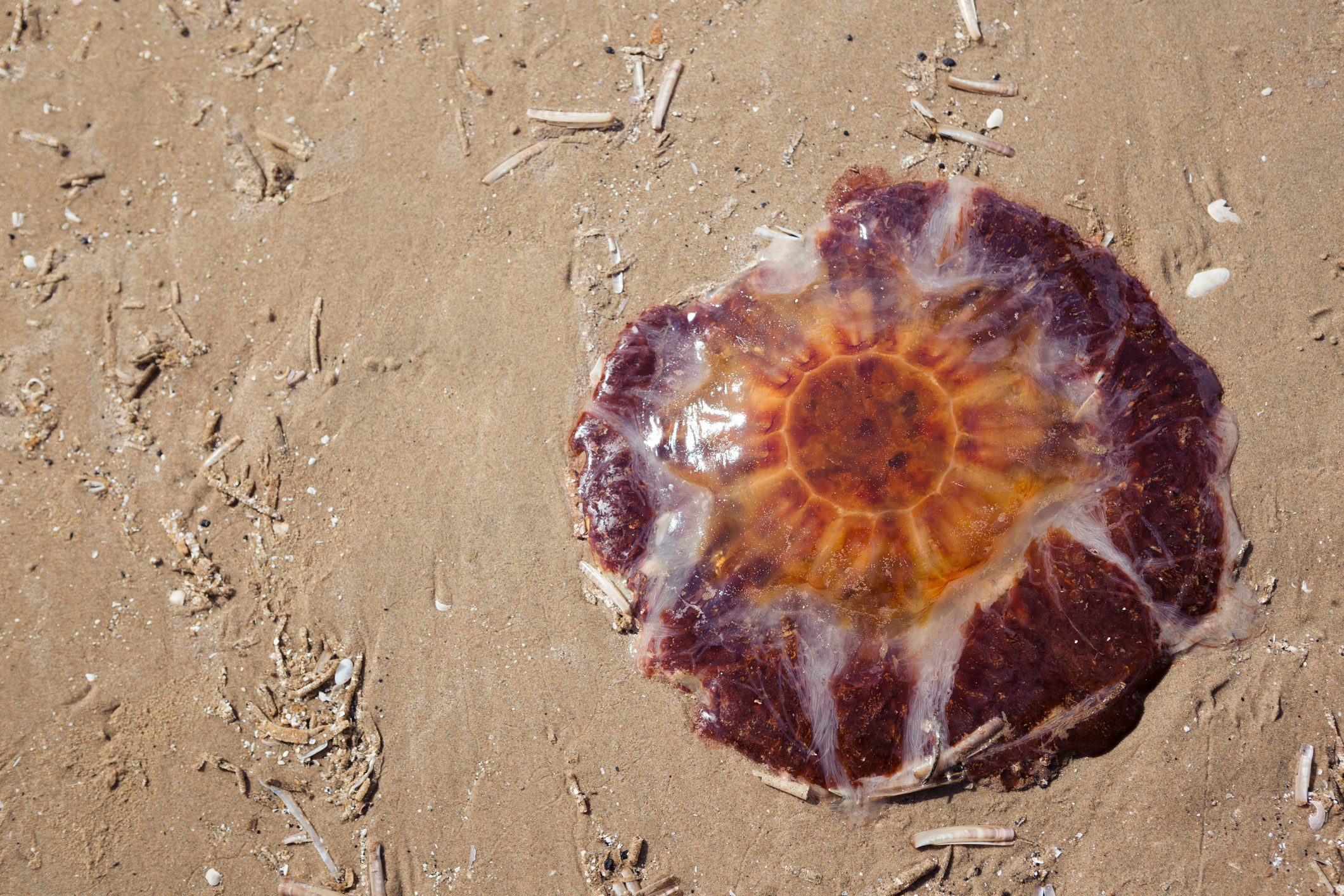Stranded Lion's Mane Jellyfish on the sand on a beach
