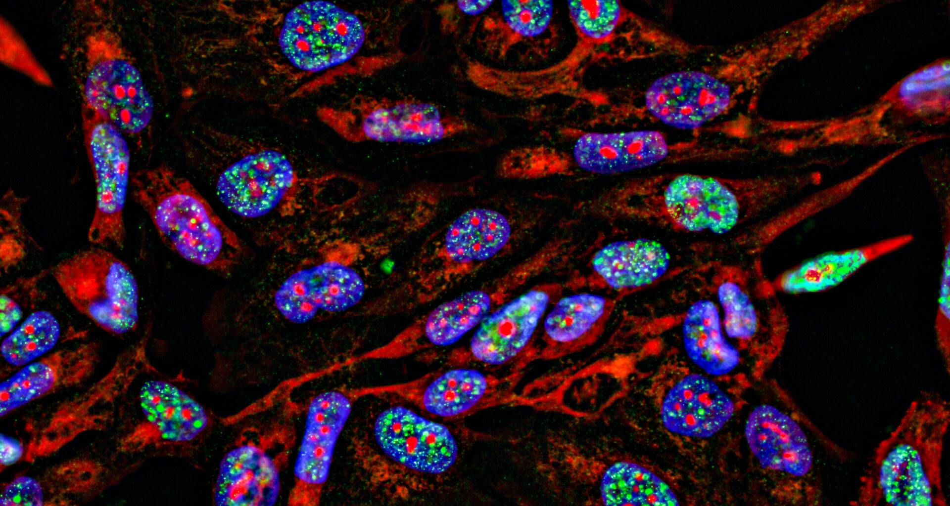 Lab supply companies have been selling antibodies using manipulated images