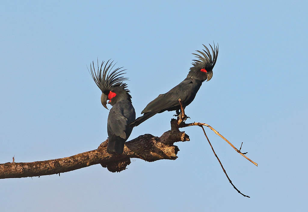 Palm Cockatoos
