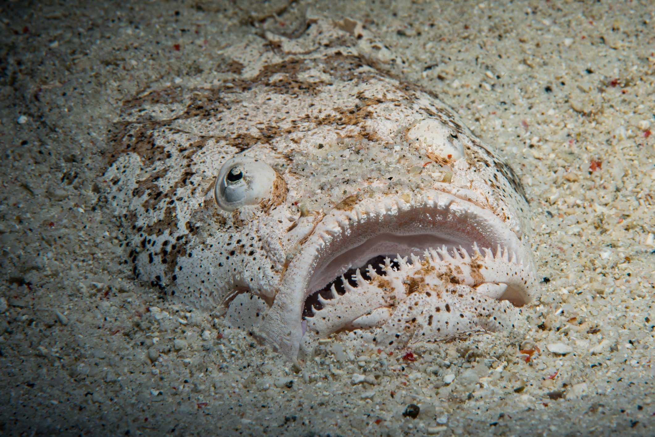 stargazer fish 