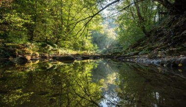 Earth's forests took 100,000 years to recover from the last climate shock — this one is moving 10 times faster