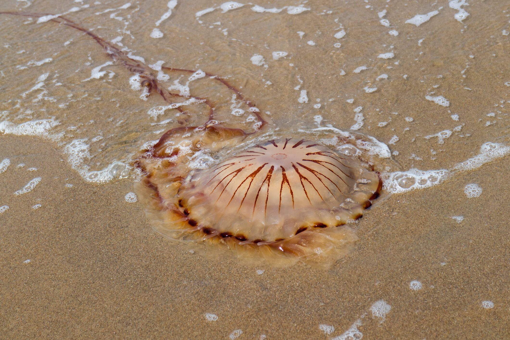  Compass jellyfish washed ashore at the beach