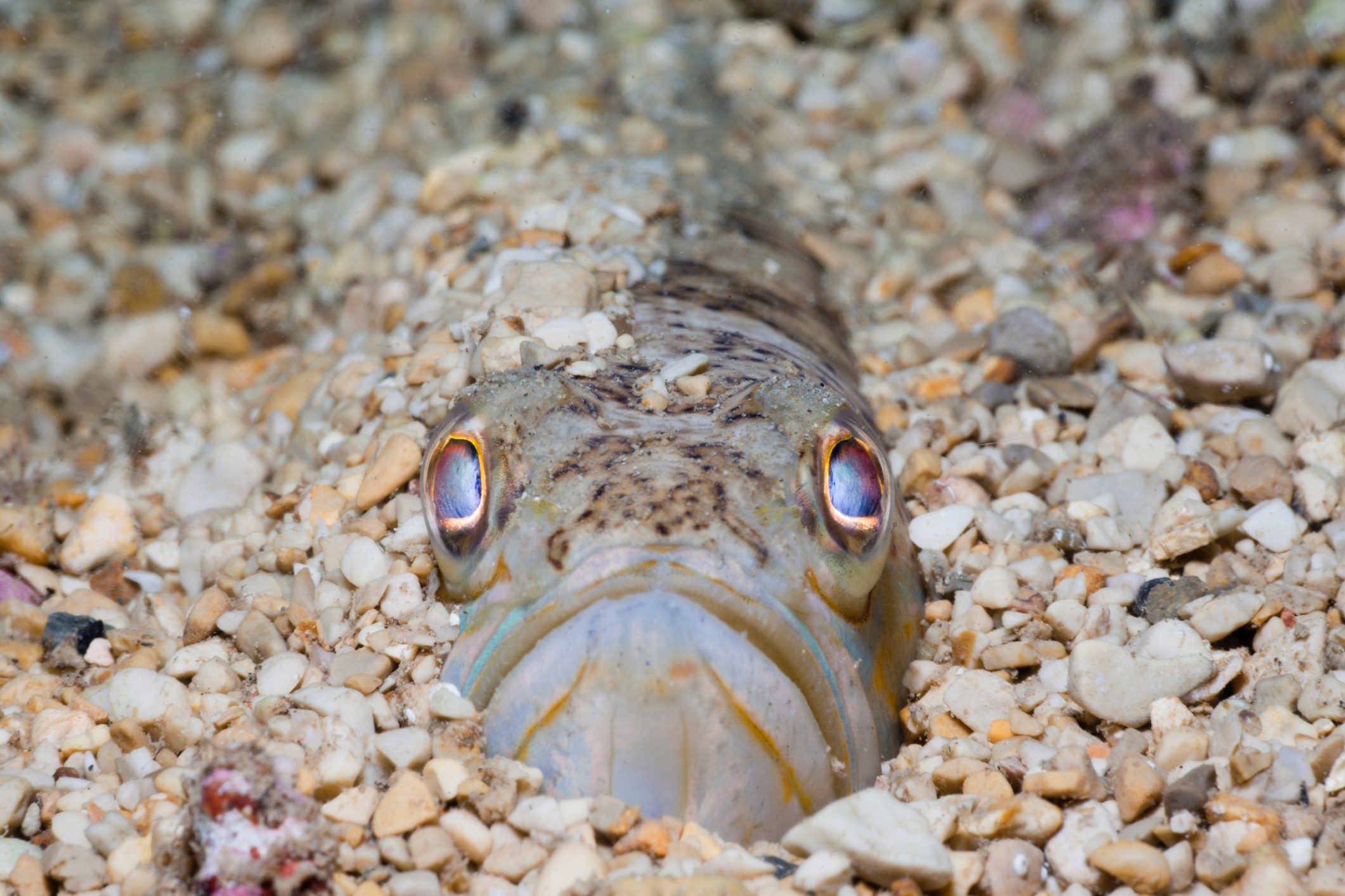 Streaked Weever, Trachinus radiatus, 
