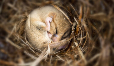 A small brown mouse, curled up into a ball and sleeping on a bed of straw.