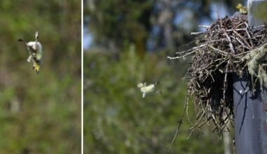 Photographer Captures Day-Old Goslings Leaping From Their Nest