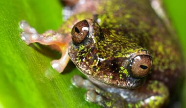 Nocturnal ‘coffee frog’ discovered in Costa Rica