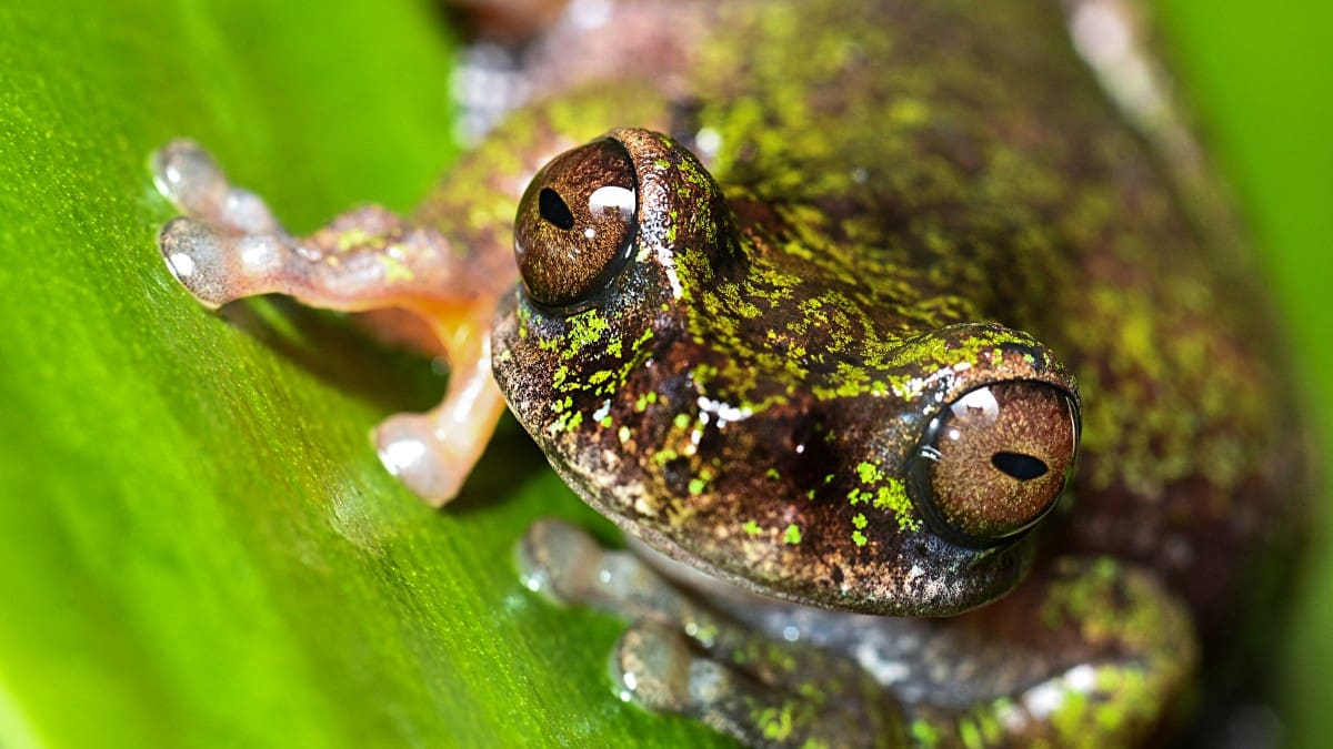 Nocturnal ‘coffee frog’ discovered in Costa Rica