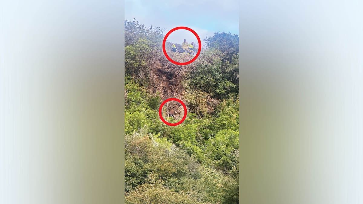 Firefighters use specialist gear to rescue Napier man who fell 25m while gardening