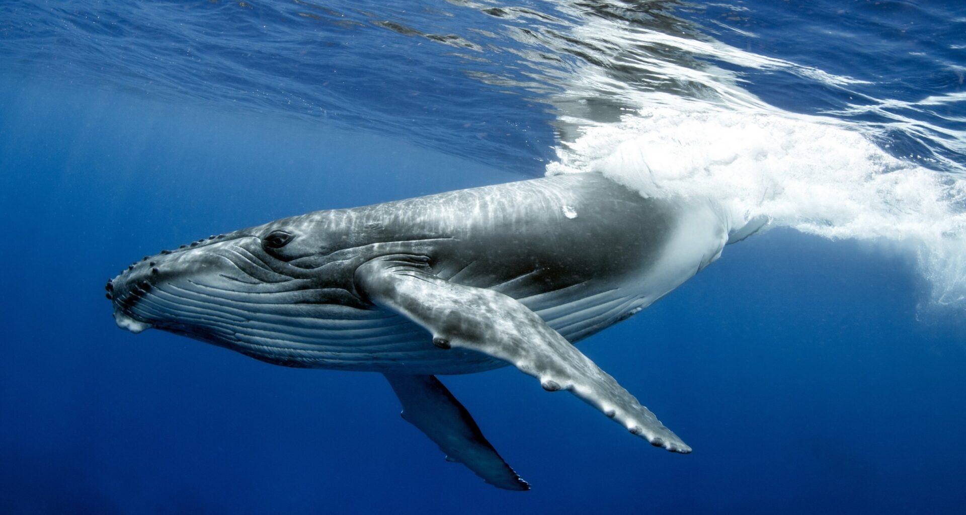 Humpback whale songs change with different stages of a dive