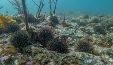 Hauraki Gulf shellfish harvesting ban extended until 2028
