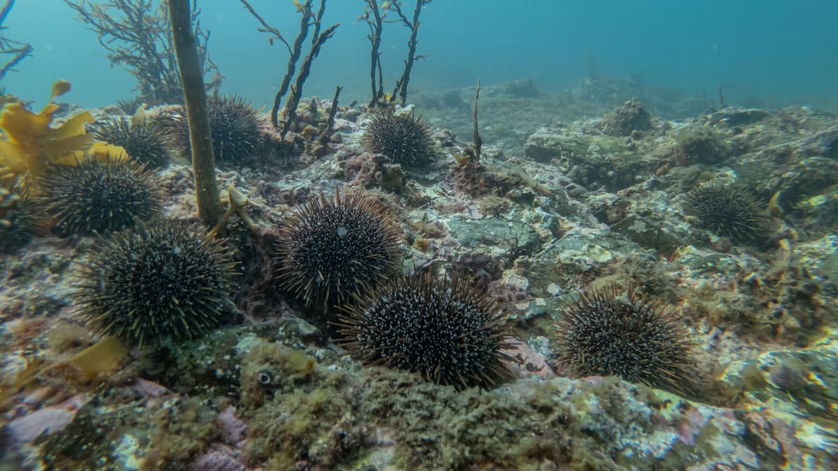 Hauraki Gulf shellfish harvesting ban extended until 2028