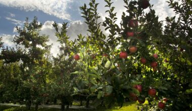 South Pacific Growers: Hawke’s Bay apple grower in receivership, unlikely to repay $13m Government loan