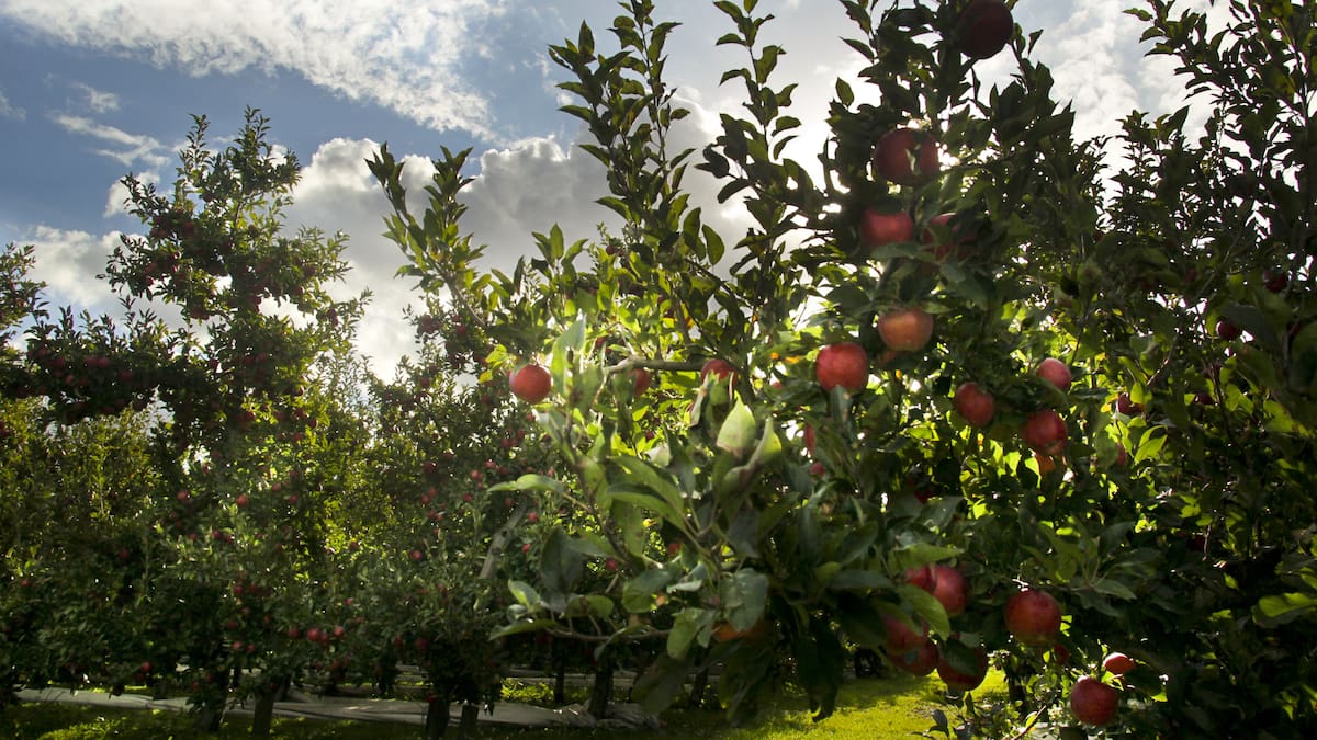 South Pacific Growers: Hawke’s Bay apple grower in receivership, unlikely to repay $13m Government loan