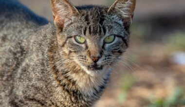 Wildlife-devouring feral cat ‘Nine Lives’ caught after three-year effort