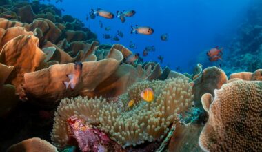 Climate change is undermining coral reef restoration. Could picnic coolers help?