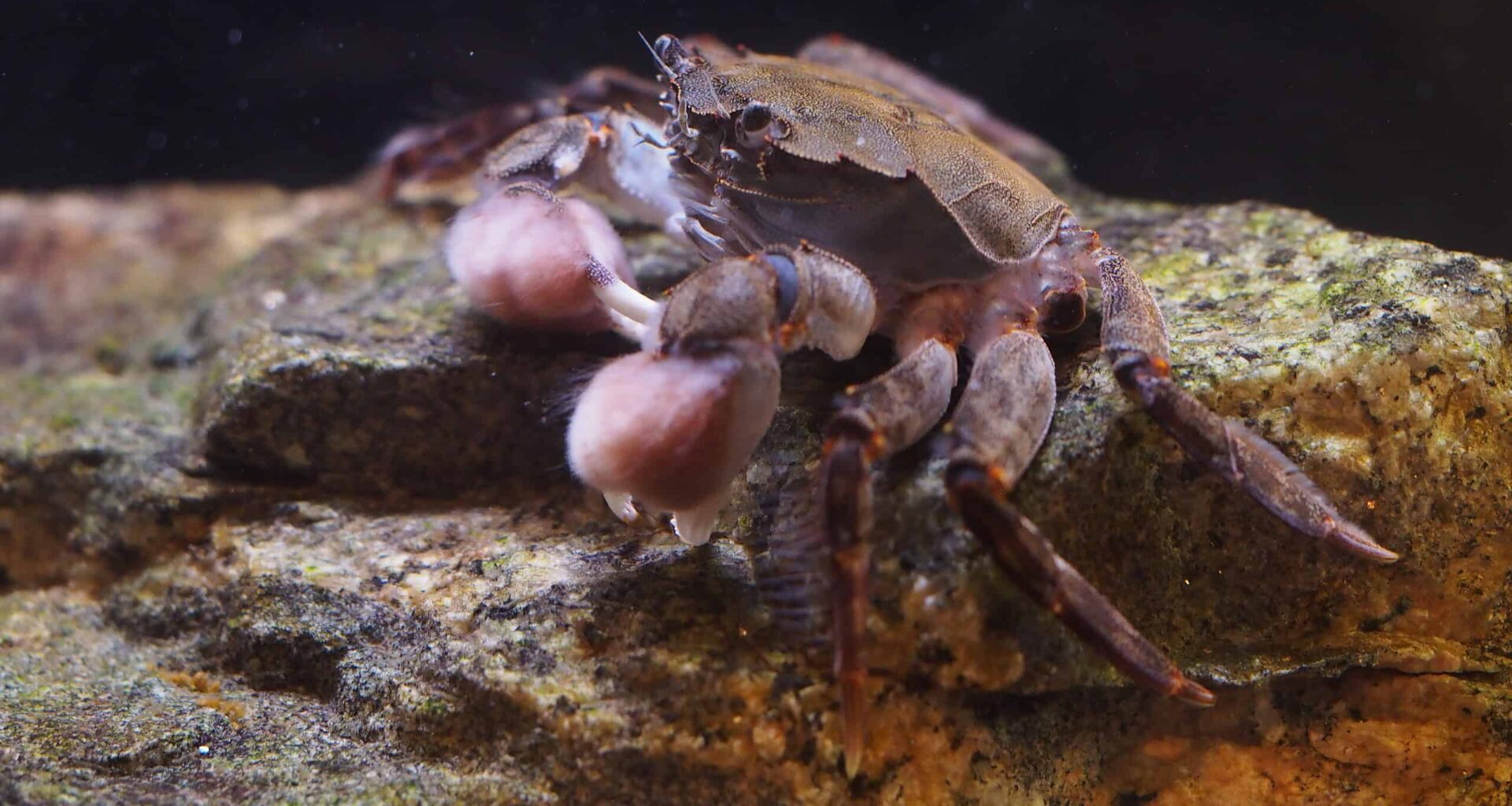 Hermit crabs and cockroaches are acting as gardeners for a parasitic plant