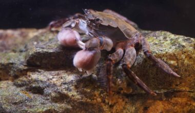 Hermit crabs and cockroaches are acting as gardeners for a parasitic plant