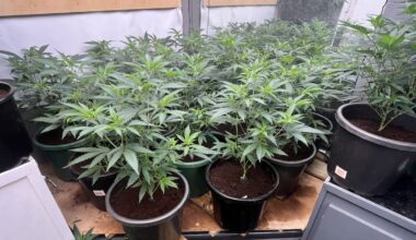 Vietnamese couple brought to NZ to run cannabis grow house in Auckland served with deportation orders