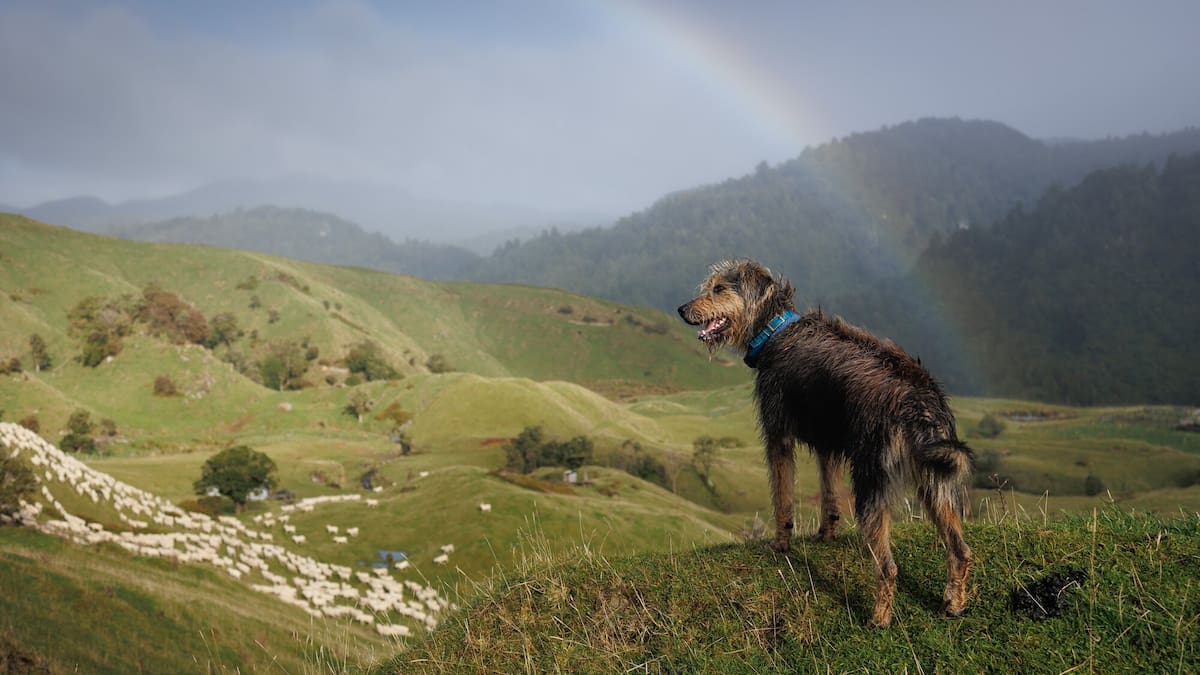 More international success for Gisborne photographer Rebecca Williams