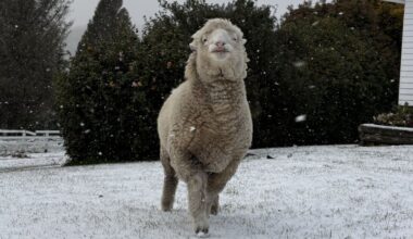 Snow hits rural Gisborne, colder nights forecast ahead