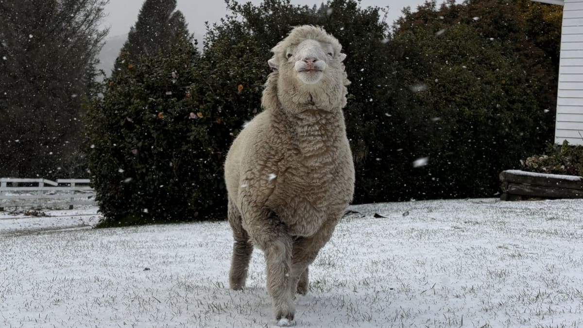 Snow hits rural Gisborne, colder nights forecast ahead