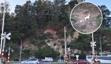 Wild goats chilling on suburban Napier cliff-face are enjoying nearby residents’ fruit trees