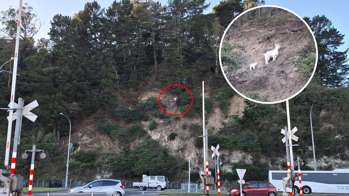 Wild goats chilling on suburban Napier cliff-face are enjoying nearby residents’ fruit trees