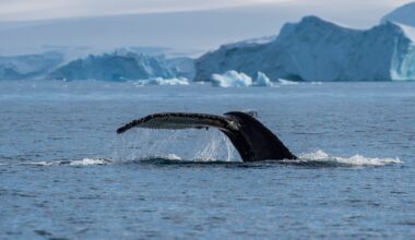 Whale-watching boat carrying NZ Anglican Church delegates capsizes in Tonga
