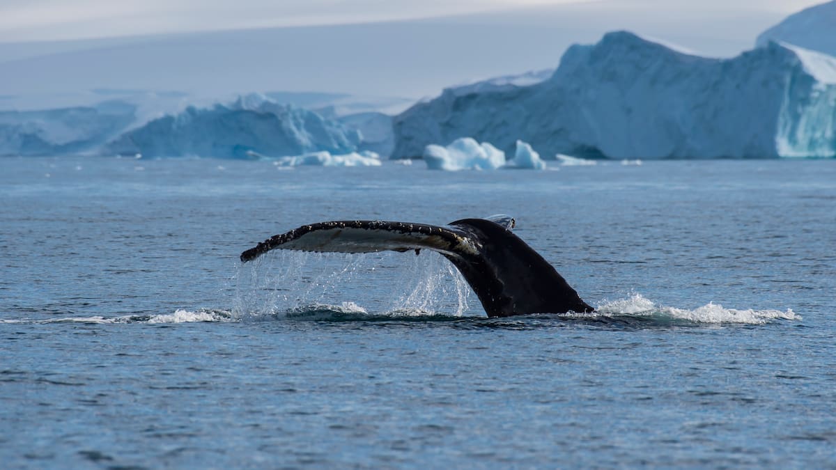 Whale-watching boat carrying NZ Anglican Church delegates capsizes in Tonga
