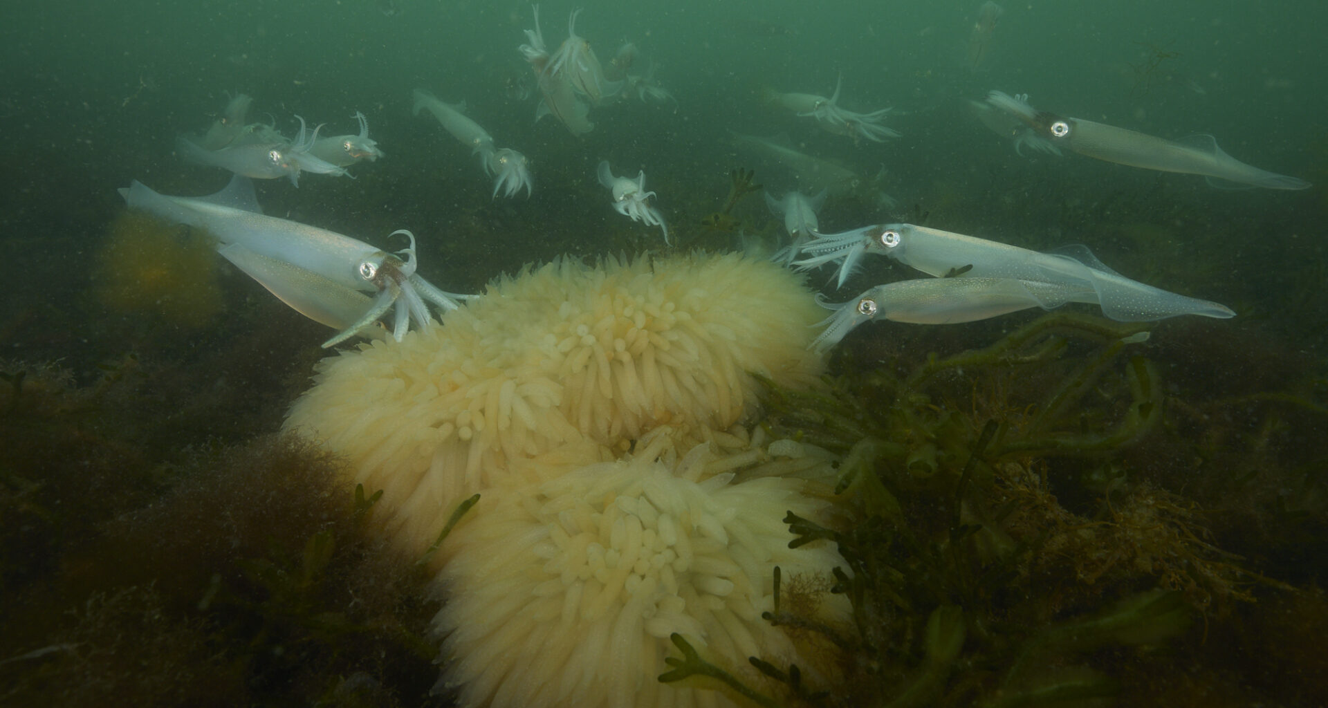 The secret love life of the longfin squid | MIT News