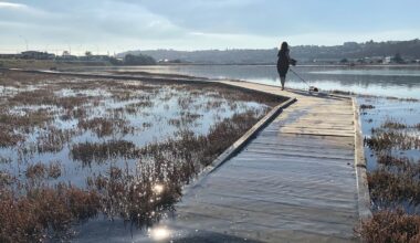 Napier: Boardwalk quietly disappears from popular Ahuriri Estuary walking track
