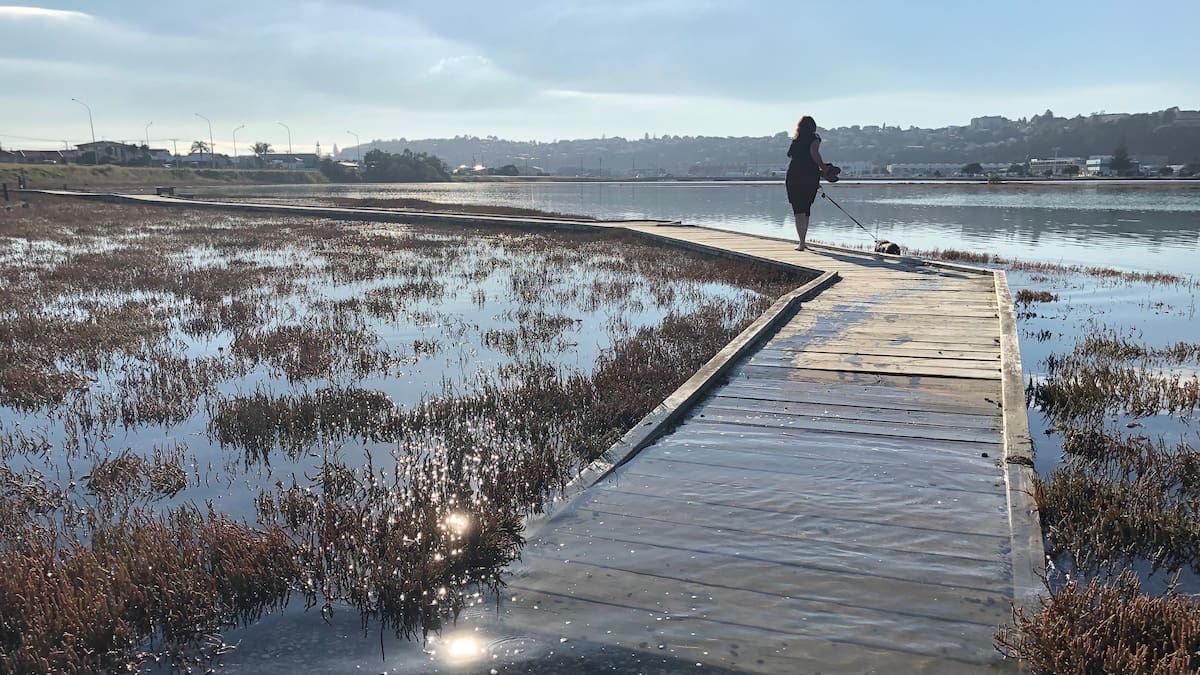 Napier: Boardwalk quietly disappears from popular Ahuriri Estuary walking track