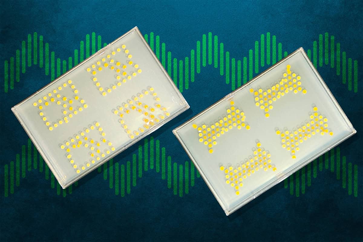 Scientists Turn Bacteria Into Transistors to Build Living Circuit Boards