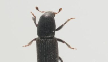 Beetle-borne fungi pose biosecurity risk to forests and orchards