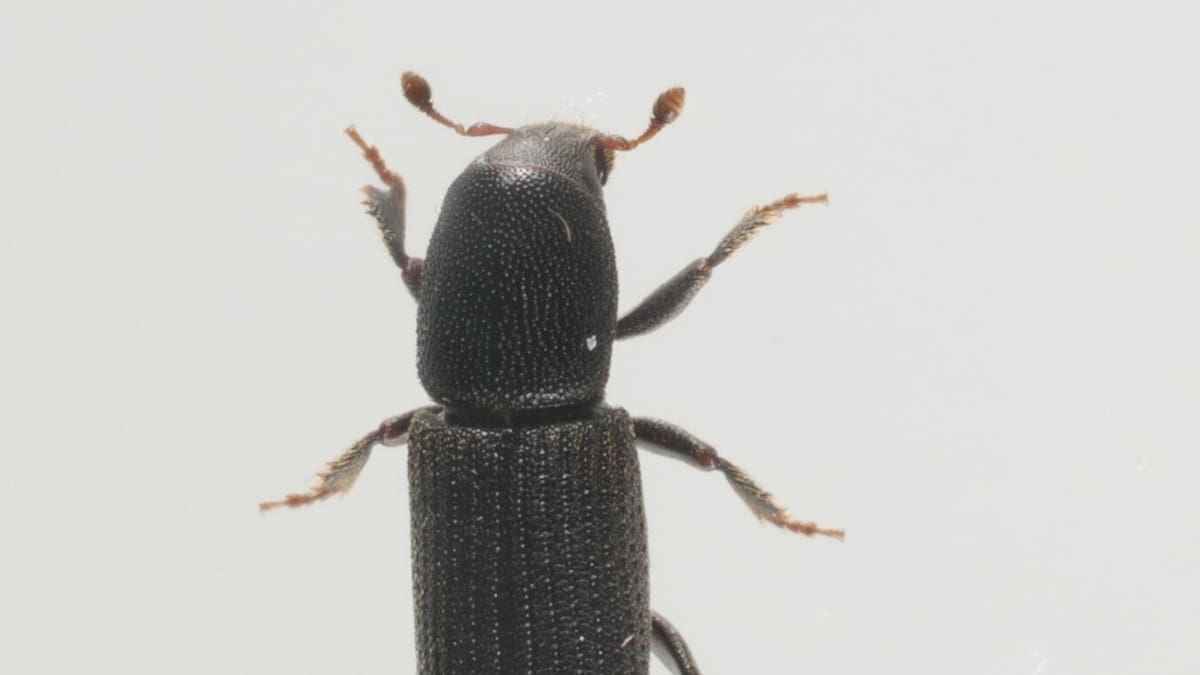 Beetle-borne fungi pose biosecurity risk to forests and orchards
