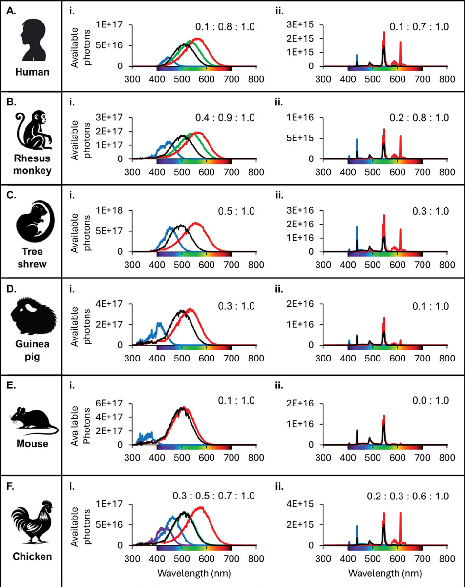 Differences in total photons presented to the retina across species for two different light sources.5 The total photons presented to each classical photoreceptor type were calculated between 300nm and 800nm.