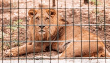 Male Lion Zoo Cage