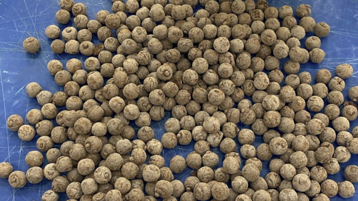 Arrests after opium parcels found bound for Tauranga