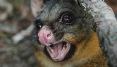 How AI can help NZ rid its wilderness of ‘hold‑out’ pest possums - The Conversation