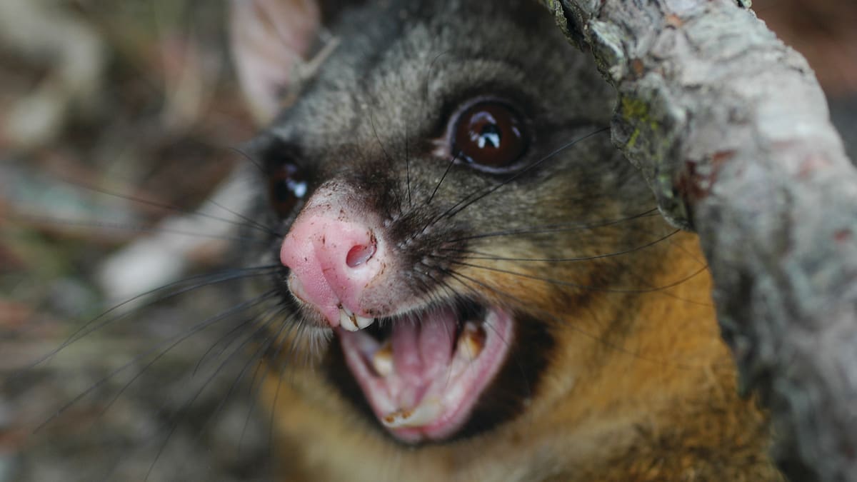 How AI can help NZ rid its wilderness of ‘hold‑out’ pest possums - The Conversation