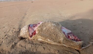 Second animal found butchered in Northland after prize breeding bull killed
