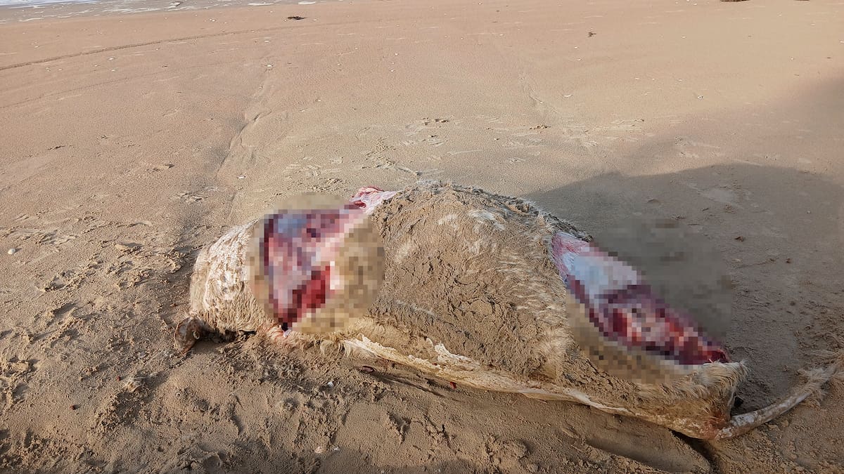 Second animal found butchered in Northland after prize breeding bull killed
