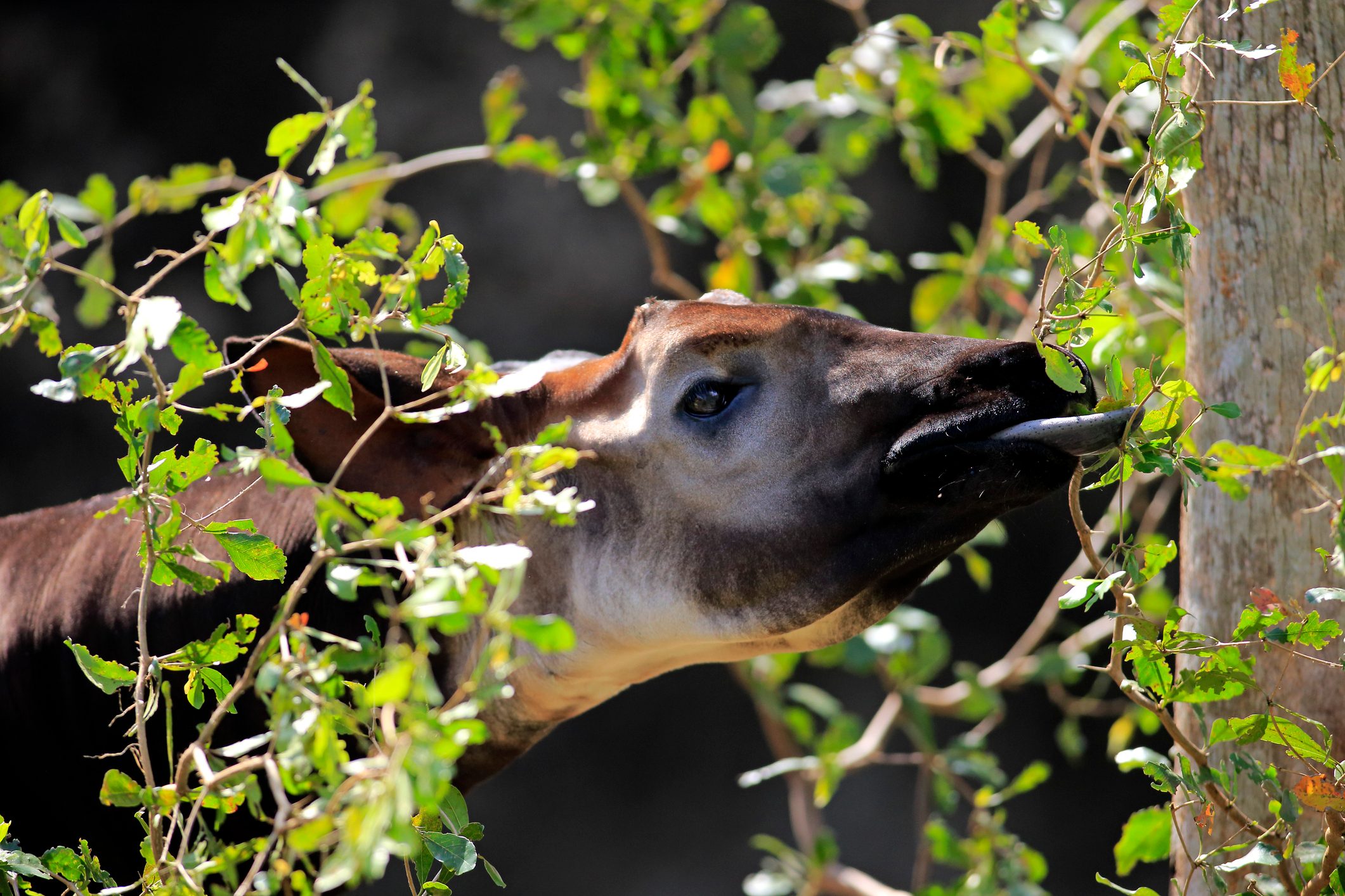 An okapi's tongue can reach between 14 and 18 inches in length. © Juergen and Christine Sohns/Getty (photographed in captivity)
