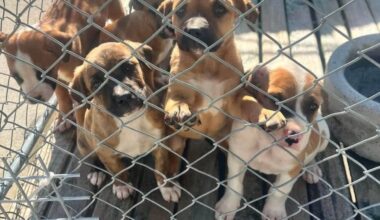 Bay of Plenty animal rescues overwhelmed by unwanted puppies, kittens