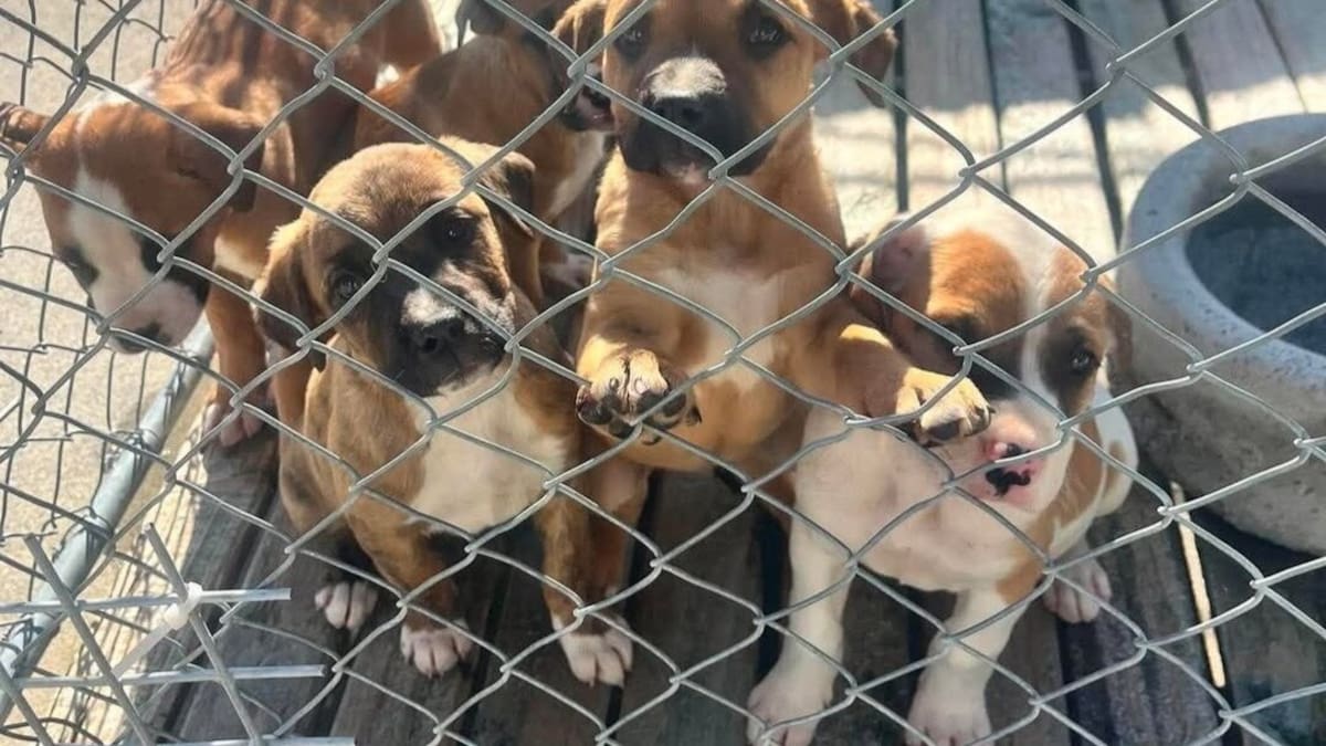 Bay of Plenty animal rescues overwhelmed by unwanted puppies, kittens