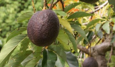 Avocados Switch Sex on a Daily Basis, And Researchers Finally Know How : ScienceAlert