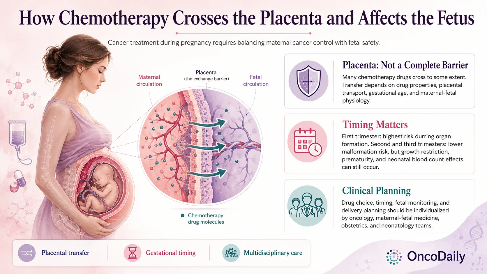 Placenta