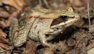 A wood frog in North America can freeze through winter — its heart stops, it does not breathe and as much as 65% of its body water turns to ice — then thaw in spring and hop away, a feat scientists are studying for clues to preserving human organs