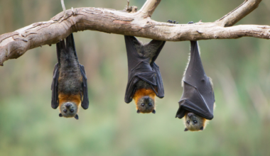 Vampire bats will regurgitate blood to save a starving roost-mate, even one they are not related to — then remember who helped them before, in a system of animal reciprocity that looks less like instinct than a tiny favour economy